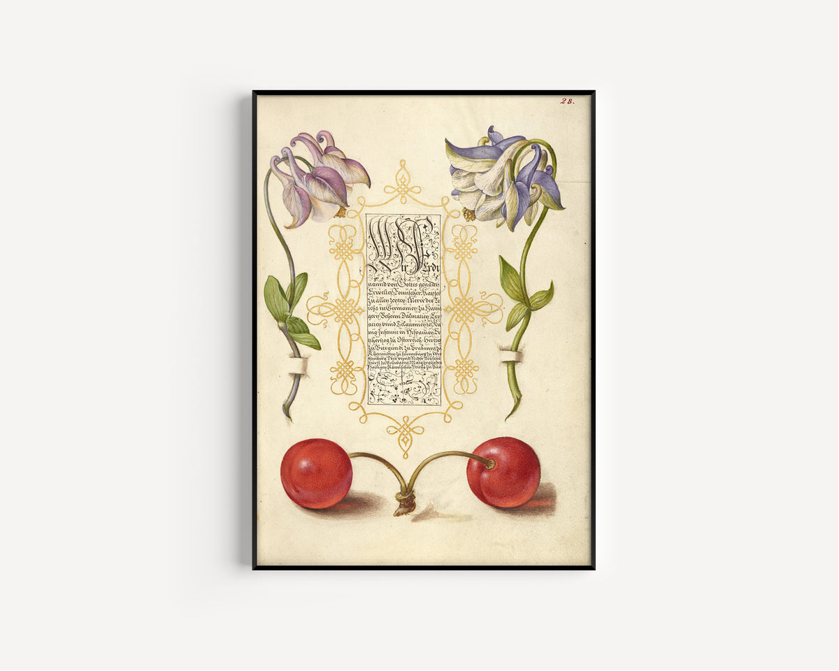 Joris Hoefnagel — European Columbines and Sweet Cherry | Botanical Calligraphy Print