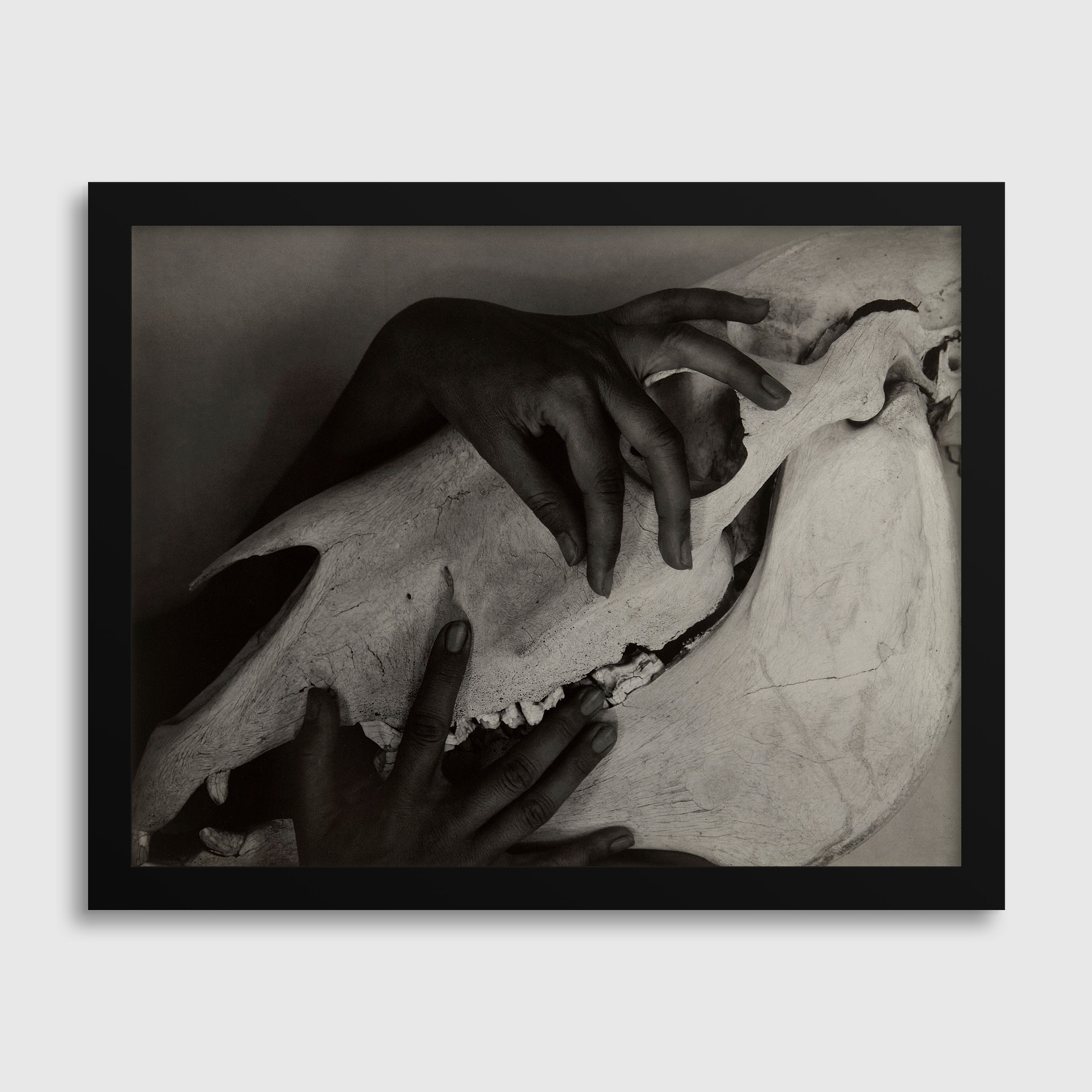 Alfred Stieglitz - Hands and Horse Skull (Photograph featuring Georgia O'Keeffe, 1931)