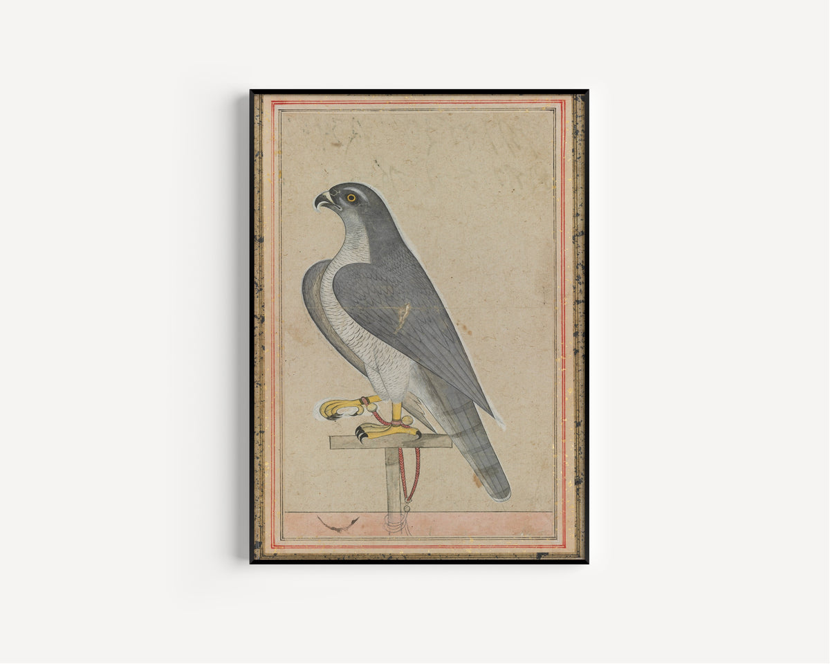 Pahari school — Falcon | Indian Miniature Painting Print