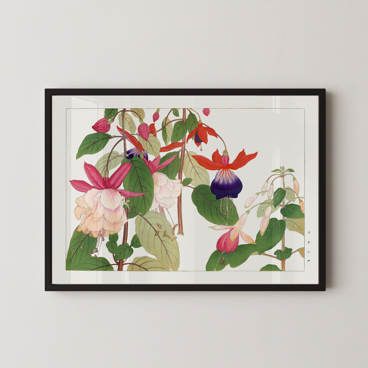 Tanigami Kōnan — Fuchsia flower | Japanese Botanical Woodblock Print