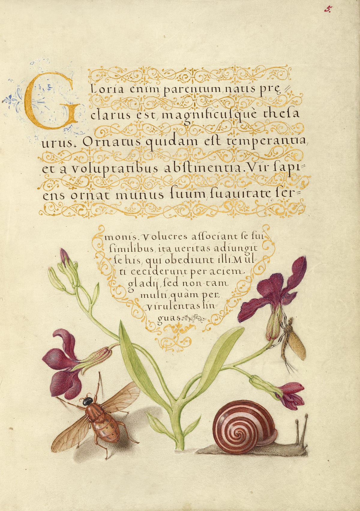 Joris Hoefnagel — Gillyflower, Mayfly, Fly, and Snail | Botanical Calligraphy Print