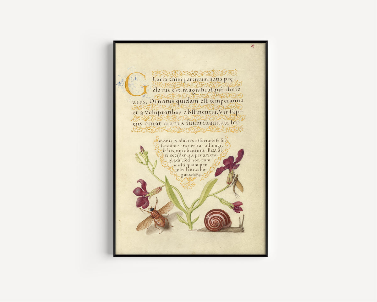 Joris Hoefnagel — Gillyflower, Mayfly, Fly, and Snail | Botanical Calligraphy Print