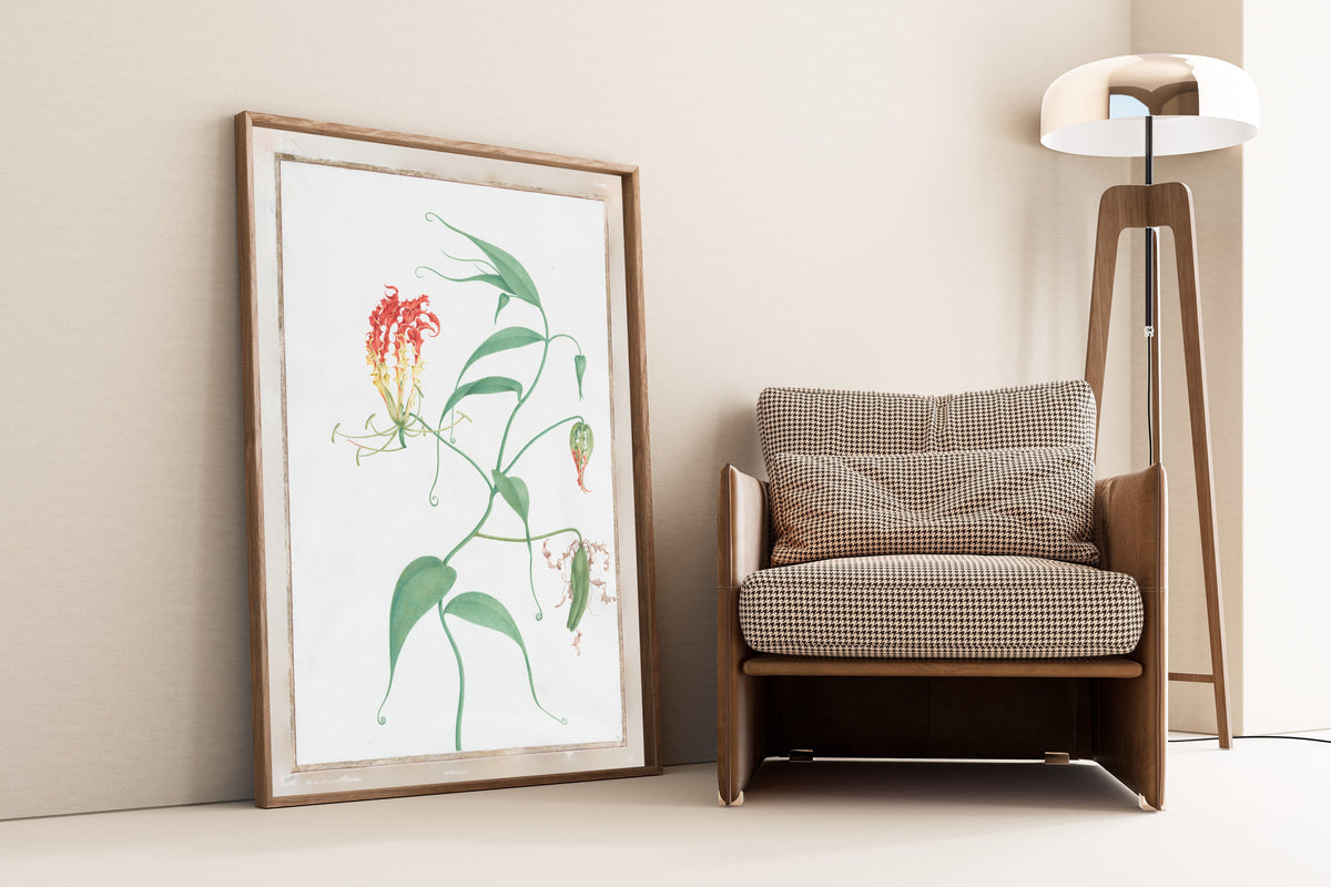 Pierre-Joseph Redouté — Gloriosa Superba (Climbing Lily) | Botanical Illustration Print