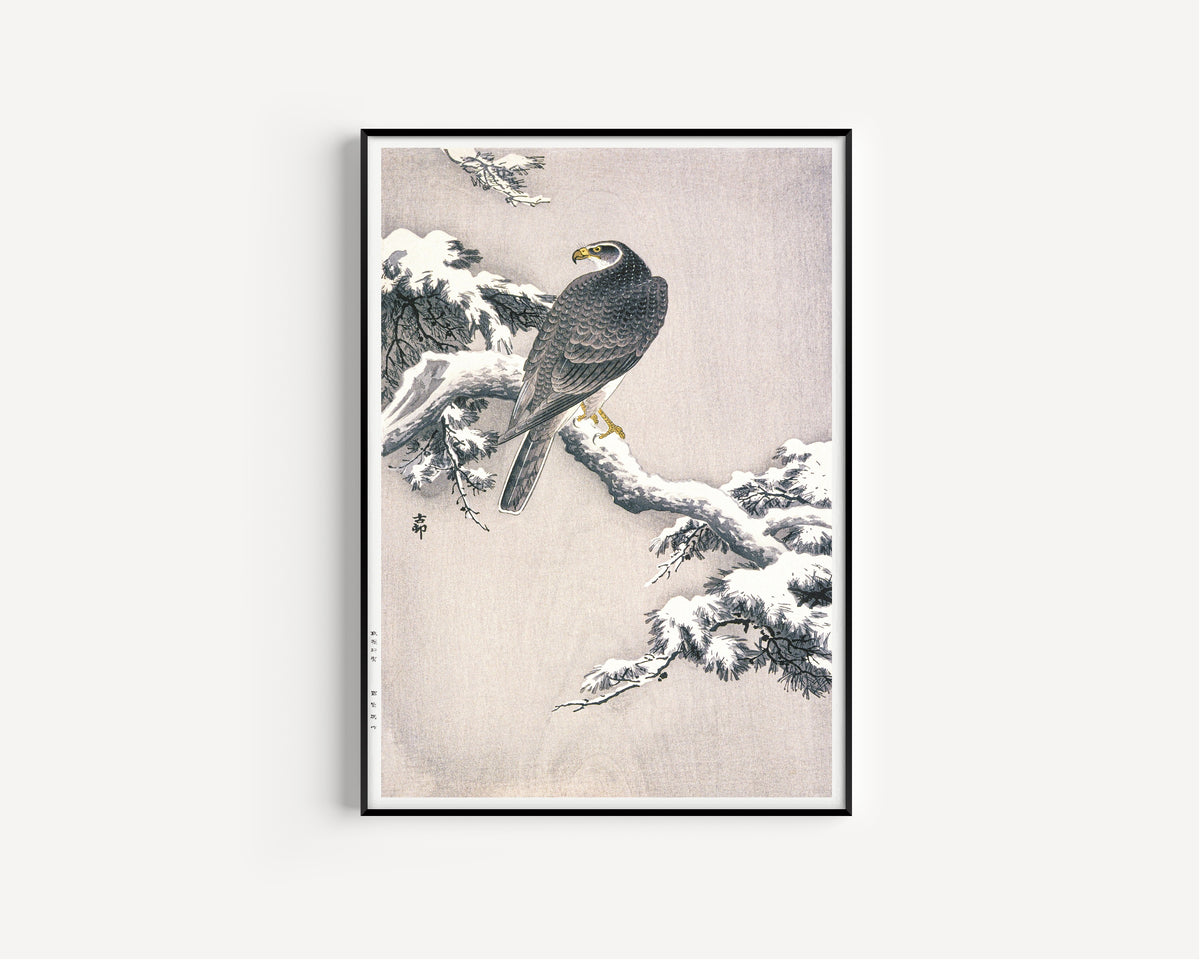 Ohara Koson — Goshawk on Snow-covered Pine Bough | Japanese Bird & Flower Woodblock Print