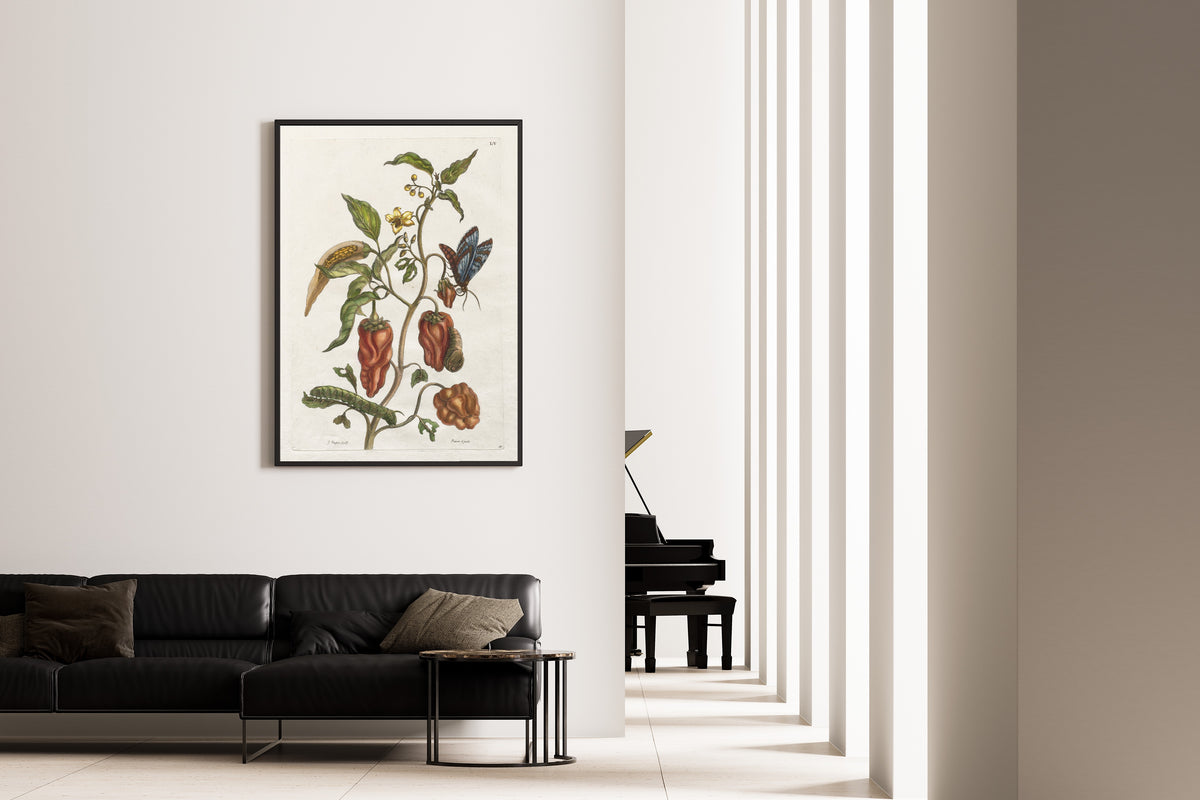 Framed art print of Histoire générale des insects de Suriname et de toute l'Europe: Vol I, No.… by Maria Sibylla Merian, on the wall of a minimal living room
