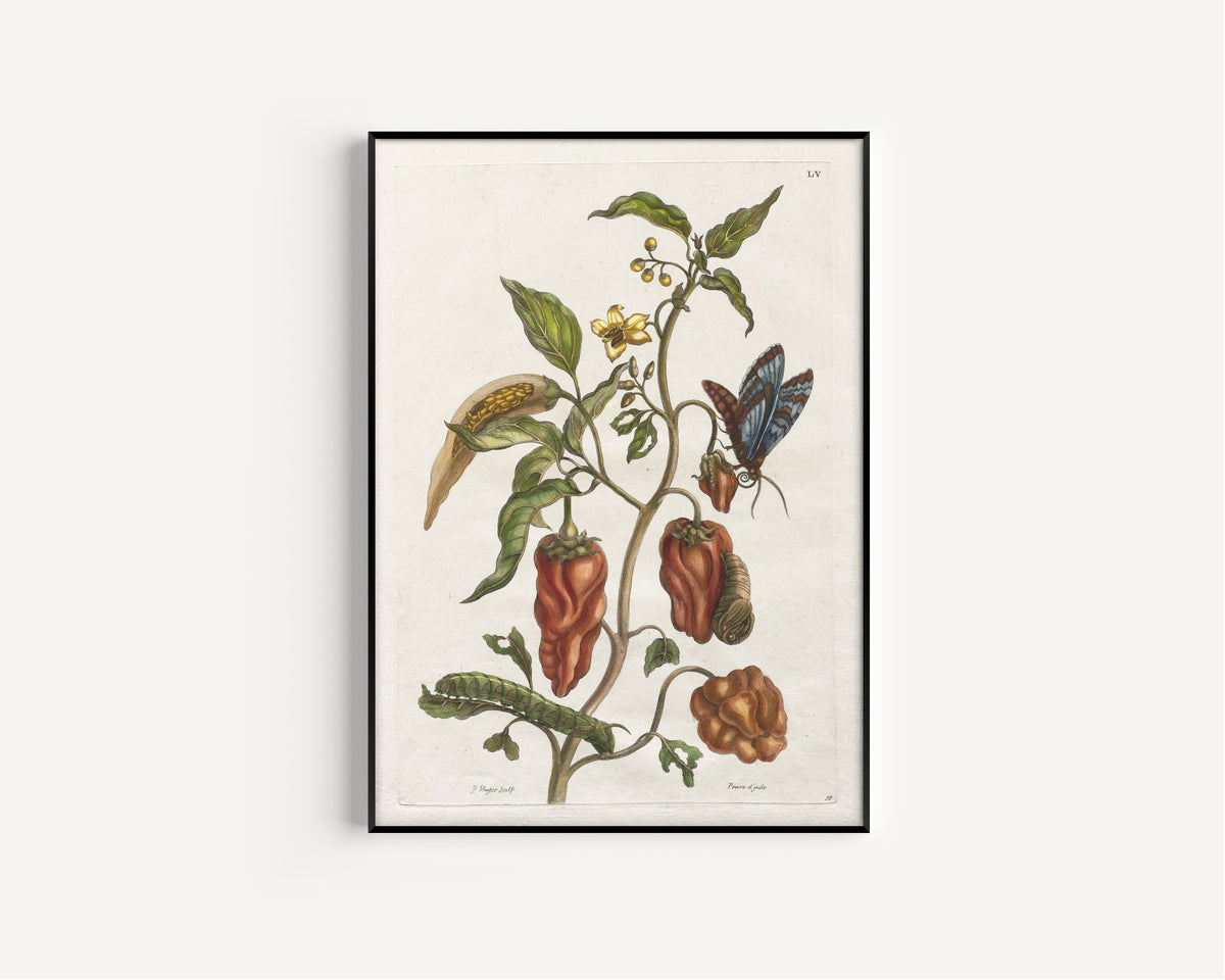 Framed art print of Histoire générale des insects de Suriname et de toute l'Europe: Vol… by Maria Sibylla Merian, in a slim black frame on a plain white wall
