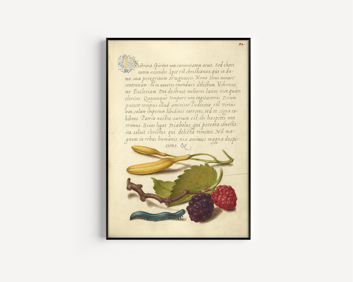Joris Hoefnagel — Hyacinth, Black Mulberry, and Caterpillar | Botanical Calligraphy Print