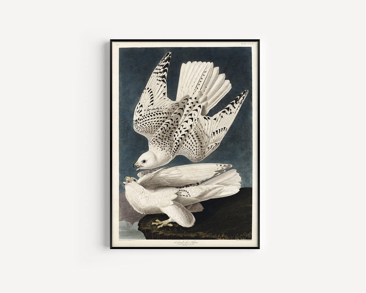 John James Audubon — Iceland or Jer Falcon | Natural History Print