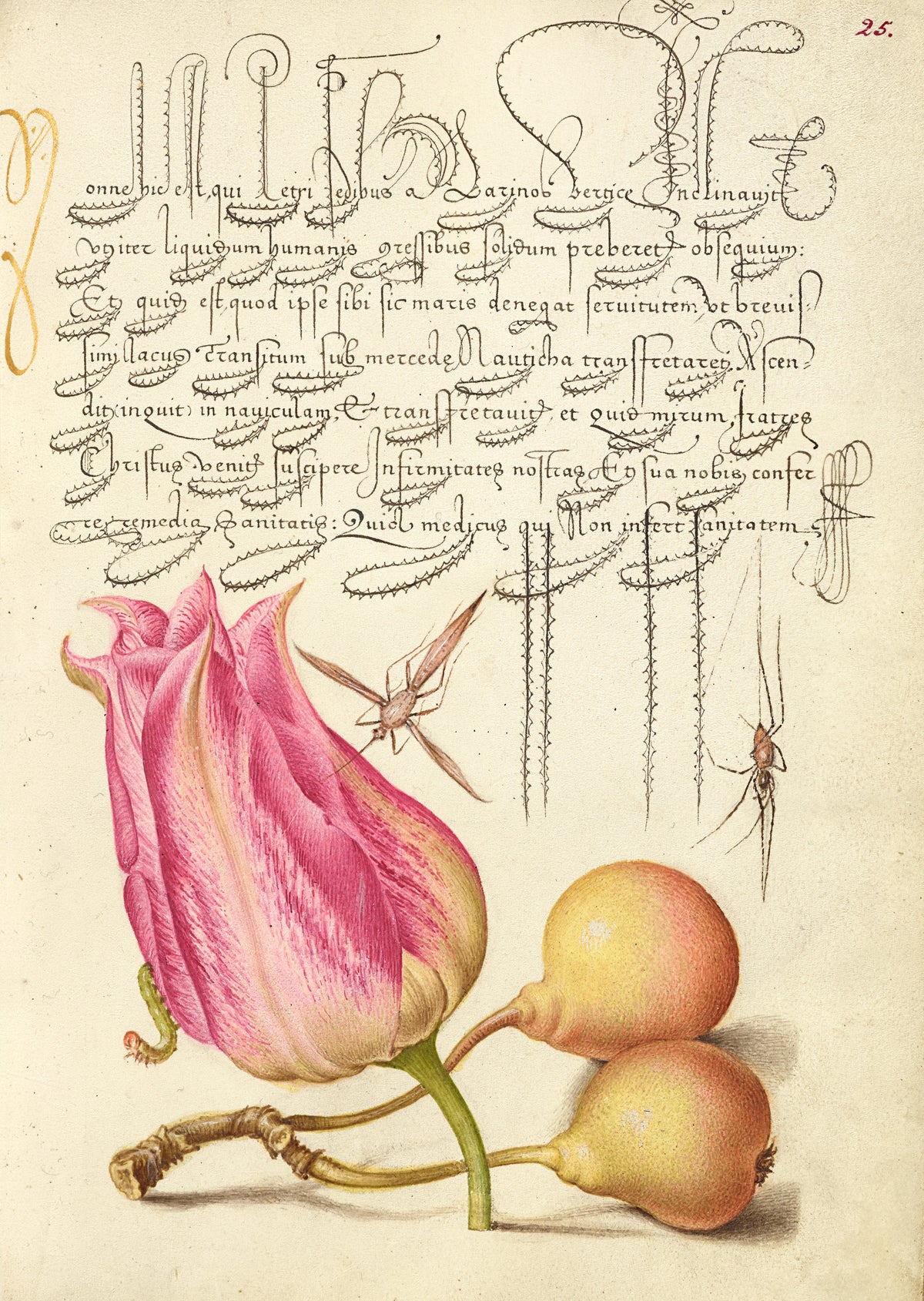 Joris Hoefnagel — Imaginary Insect, Tulip, Spider, and Common Pear | Botanical Calligraphy Print
