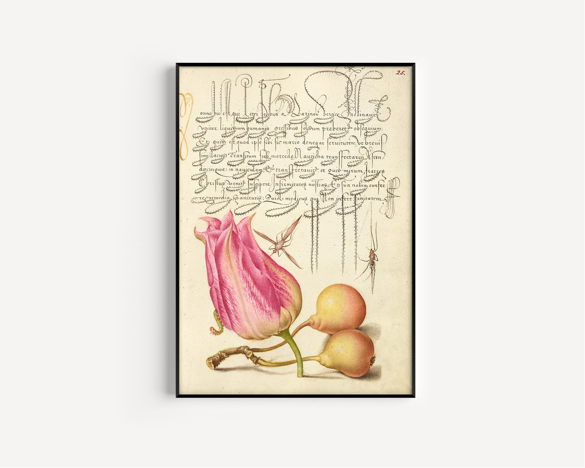 Joris Hoefnagel — Imaginary Insect, Tulip, Spider, and Common Pear | Botanical Calligraphy Print