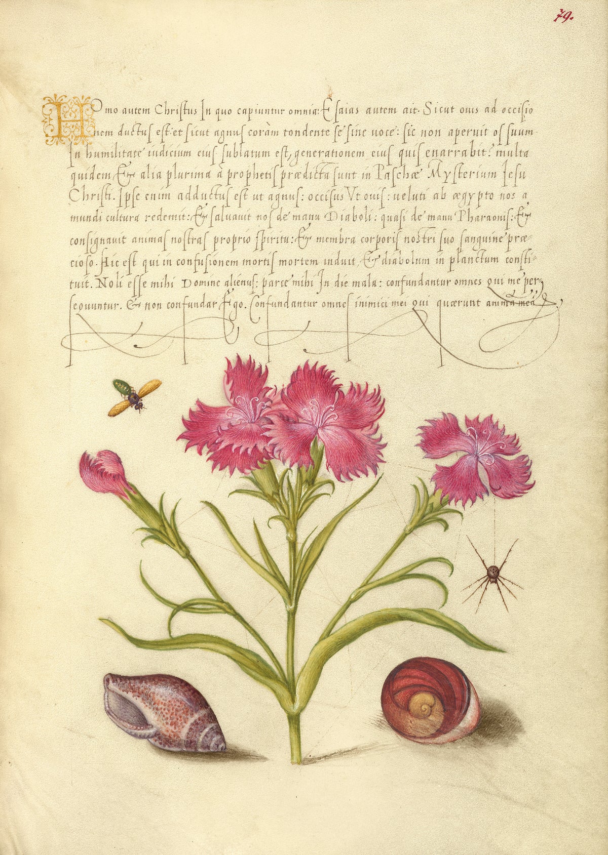 Joris Hoefnagel — Insect, Sweet William, Spider, Marine Mollusk, and Eye of Santa Lucia | Botanical Calligraphy Print