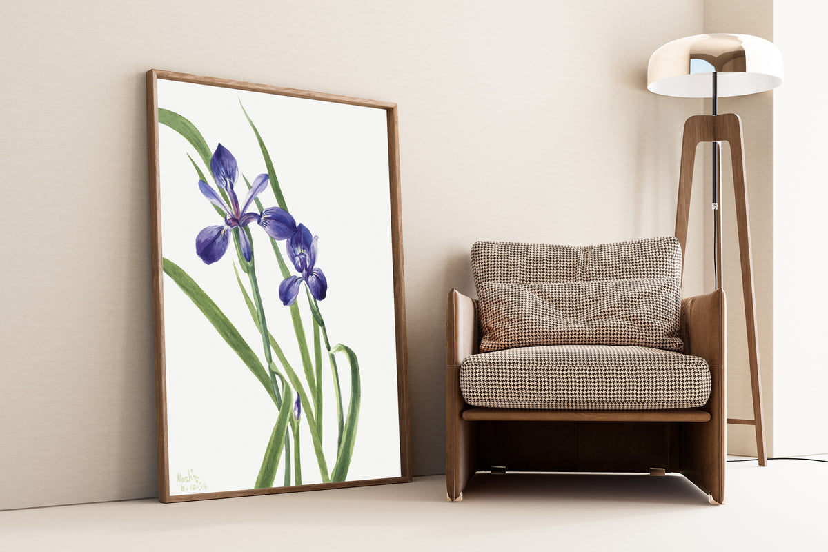 Mary Vaux Walcott — Iris (Iris species) | Fine Art Print