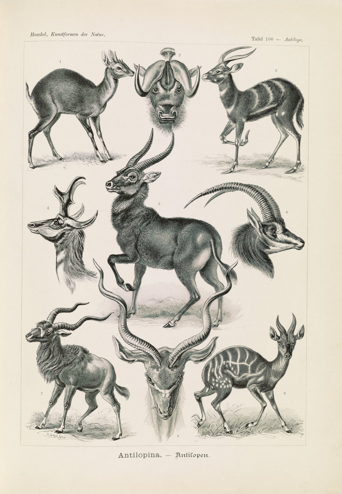 Ernst Haeckel — Kunstformen der Natur, Plate 100: Antilopina | Scientific Illustration Print