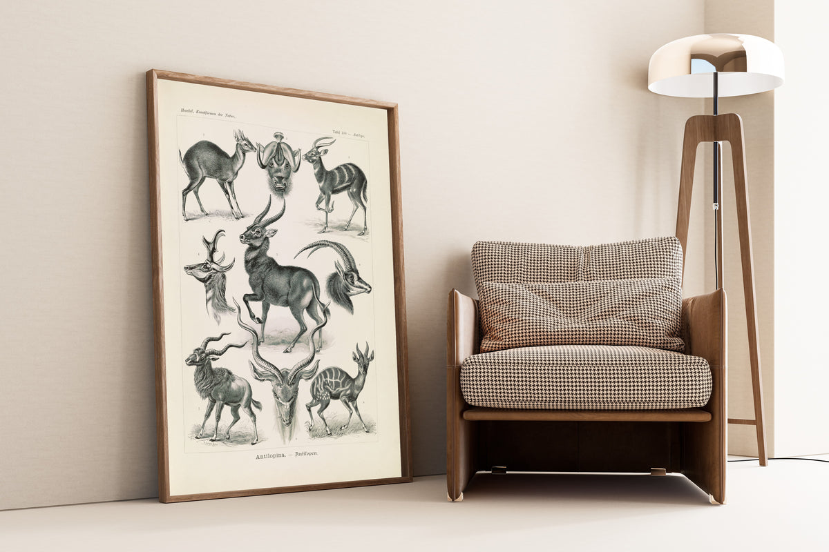 Ernst Haeckel — Kunstformen der Natur, Plate 100: Antilopina | Scientific Illustration Print