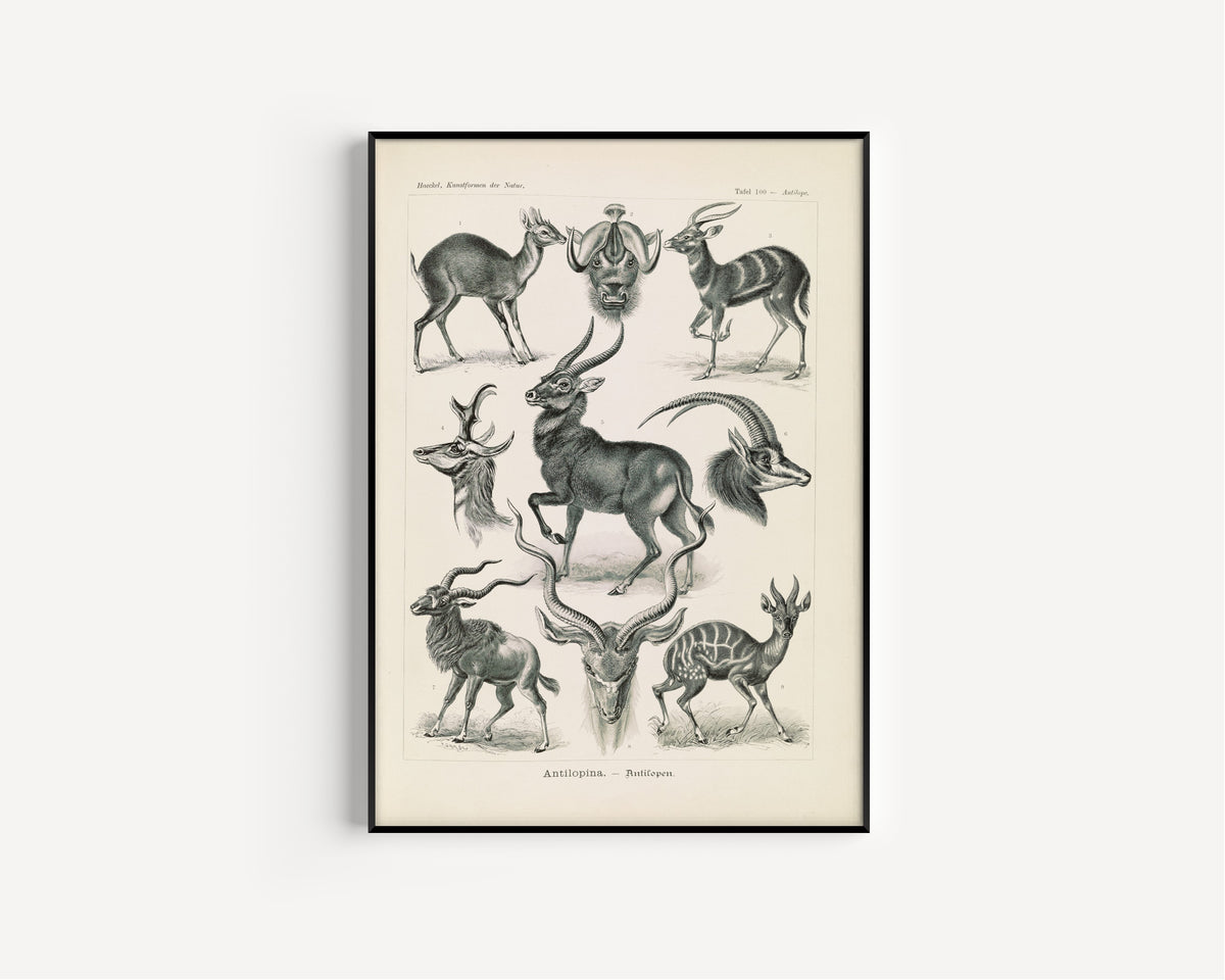 Ernst Haeckel — Kunstformen der Natur, Plate 100: Antilopina | Scientific Illustration Print