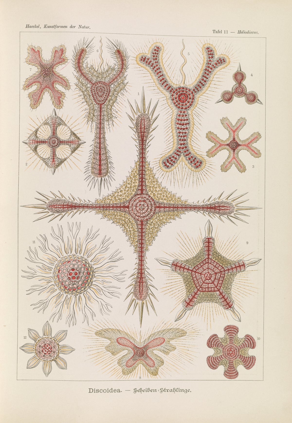 Ernst Haeckel — Kunstformen der Natur, Plate 11: Discoidea | Scientific Illustration Print