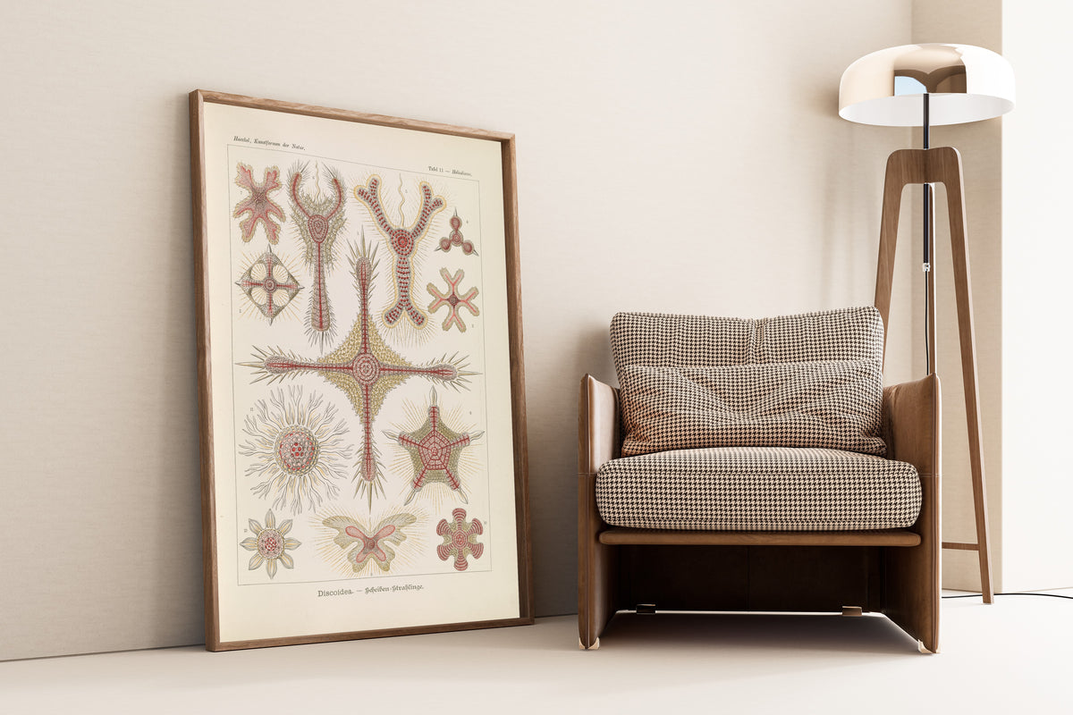 Ernst Haeckel — Kunstformen der Natur, Plate 11: Discoidea | Scientific Illustration Print