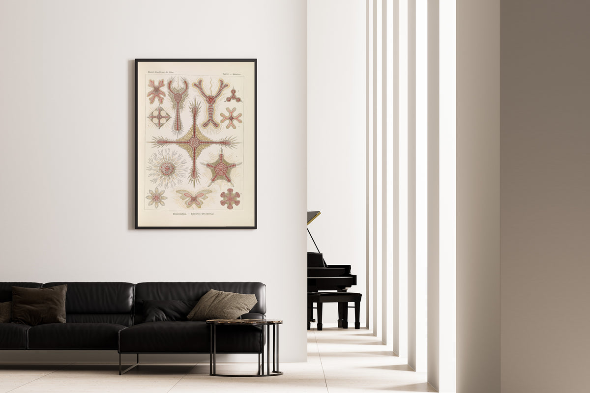Ernst Haeckel — Kunstformen der Natur, Plate 11: Discoidea | Scientific Illustration Print