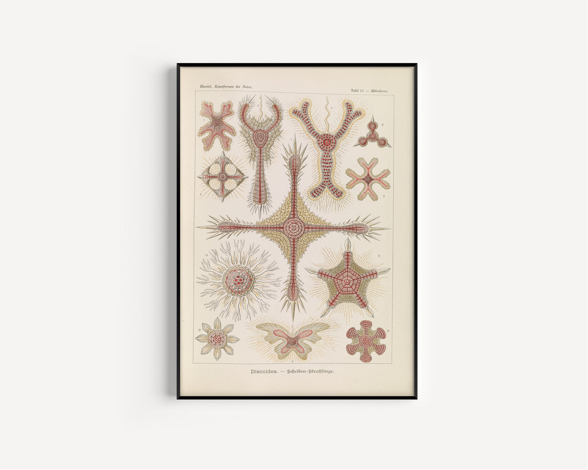 Ernst Haeckel — Kunstformen der Natur, Plate 11: Discoidea | Scientific Illustration Print
