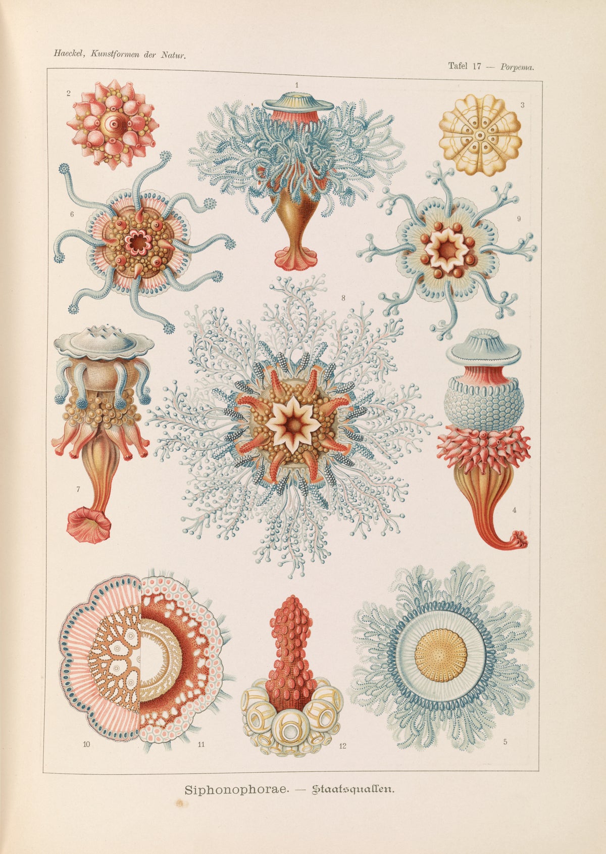 Ernst Haeckel — Kunstformen der Natur, Plate 17: Siphonophorae | Scientific Illustration Print
