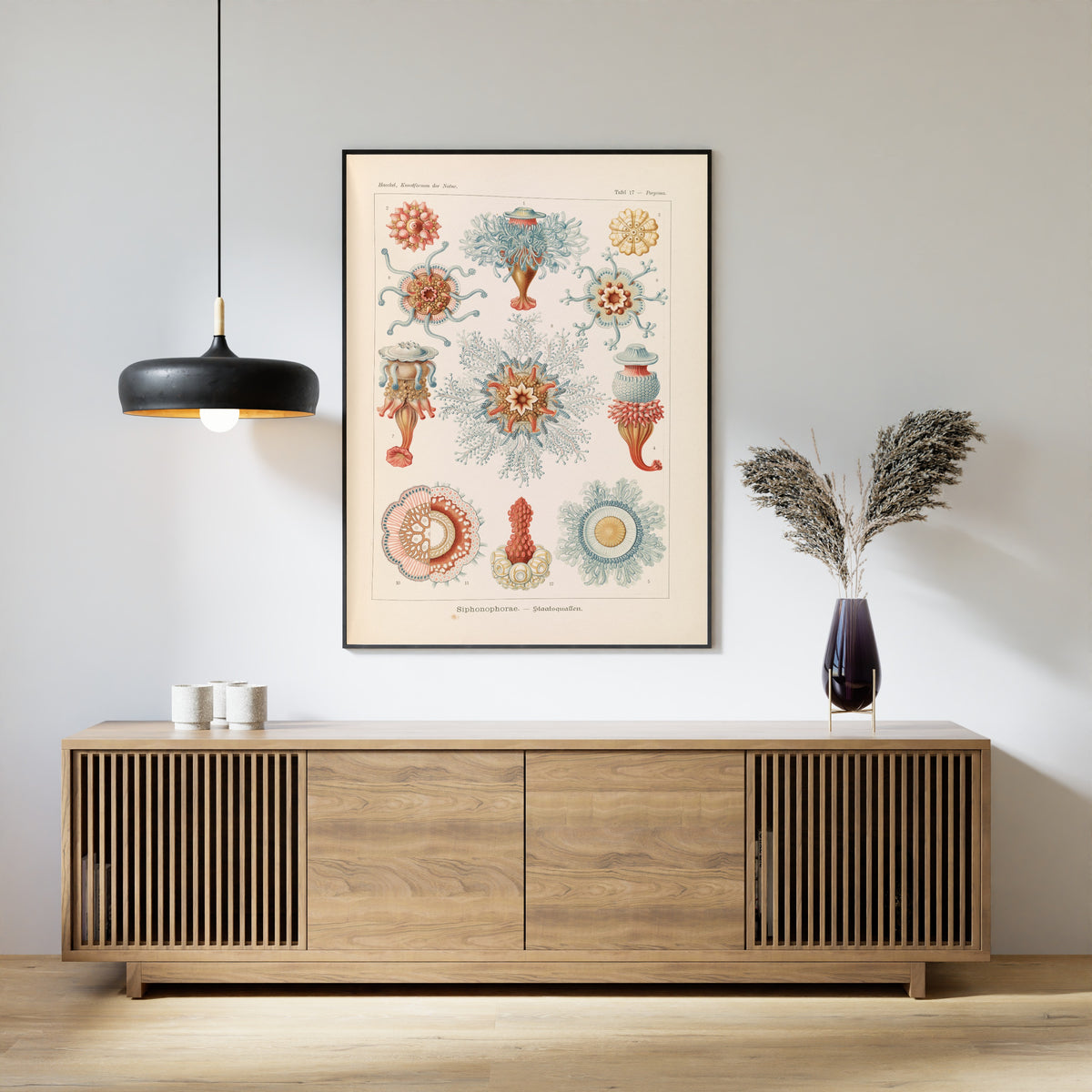Ernst Haeckel — Kunstformen der Natur, Plate 17: Siphonophorae | Scientific Illustration Print