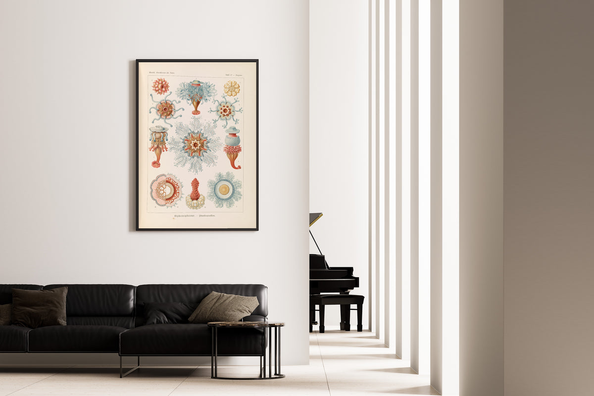 Ernst Haeckel — Kunstformen der Natur, Plate 17: Siphonophorae | Scientific Illustration Print