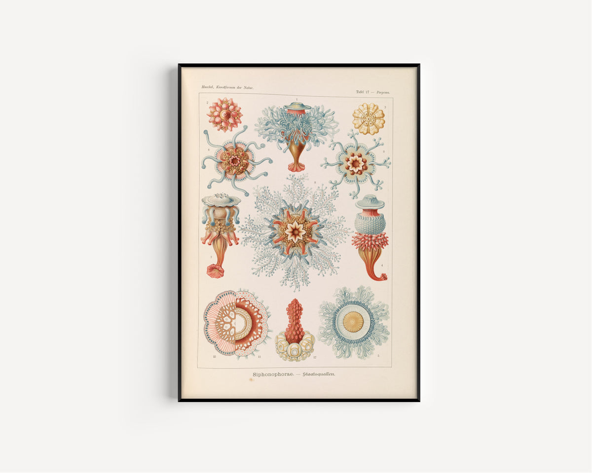 Ernst Haeckel — Kunstformen der Natur, Plate 17: Siphonophorae | Scientific Illustration Print