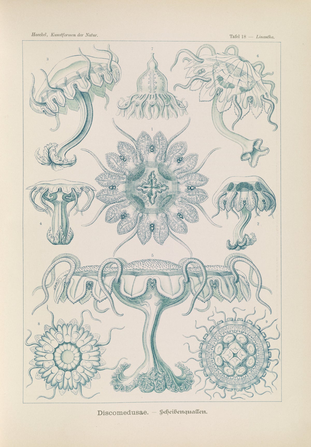 Ernst Haeckel — Kunstformen der Natur, Plate 18: Discomedusae | Scientific Illustration Print