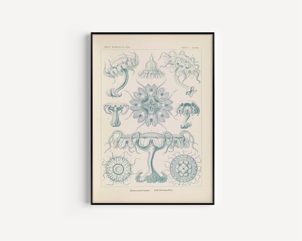 Ernst Haeckel — Kunstformen der Natur, Plate 18: Discomedusae | Scientific Illustration Print