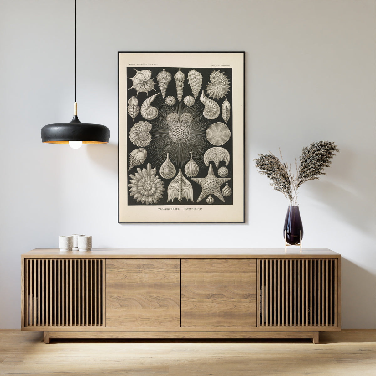 Ernst Haeckel — Kunstformen der Natur, Plate 2: Thalamophora | Scientific Illustration Print