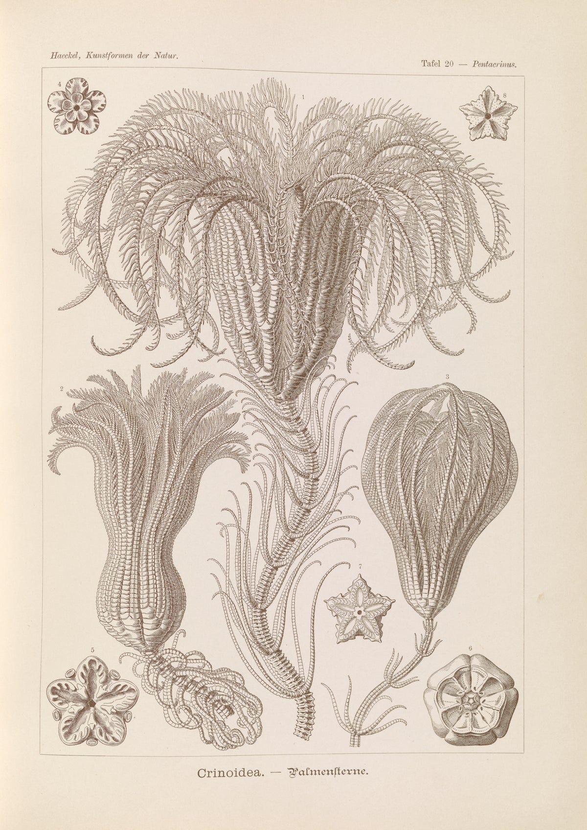 Ernst Haeckel — Kunstformen der Natur, Plate 20: Crinoidea | Scientific Illustration Print