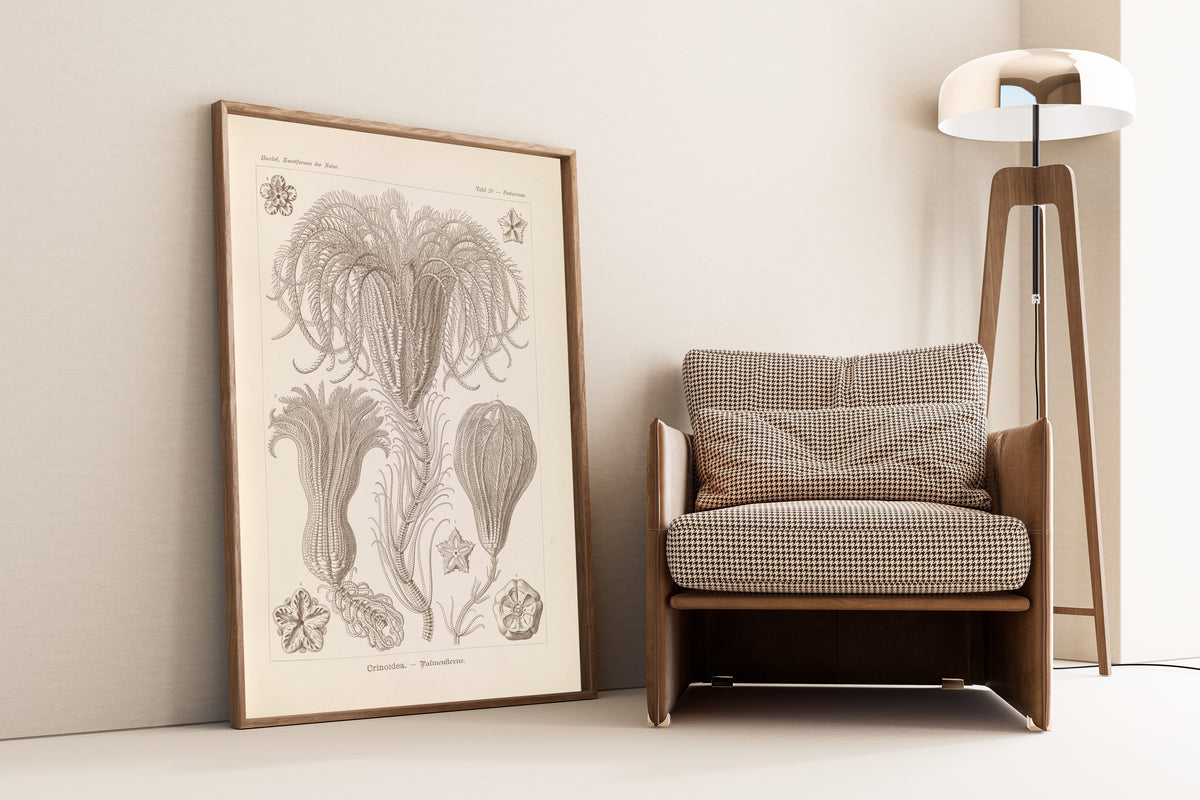 Ernst Haeckel — Kunstformen der Natur, Plate 20: Crinoidea | Scientific Illustration Print