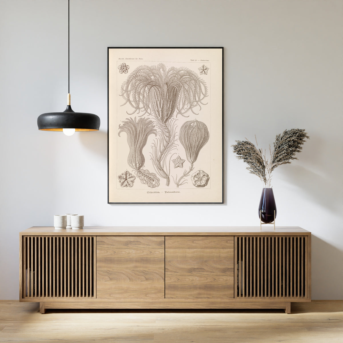 Ernst Haeckel — Kunstformen der Natur, Plate 20: Crinoidea | Scientific Illustration Print
