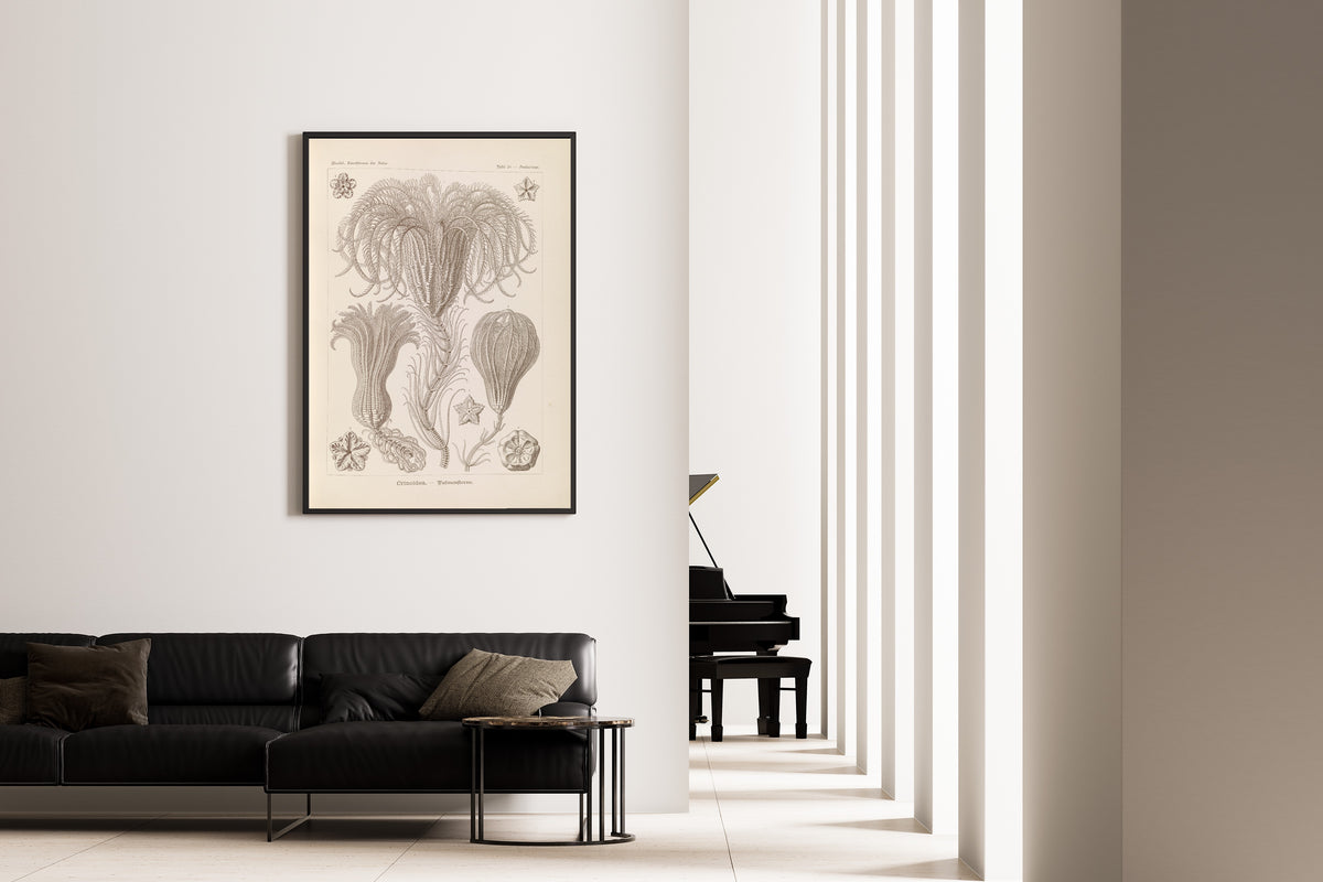 Ernst Haeckel — Kunstformen der Natur, Plate 20: Crinoidea | Scientific Illustration Print