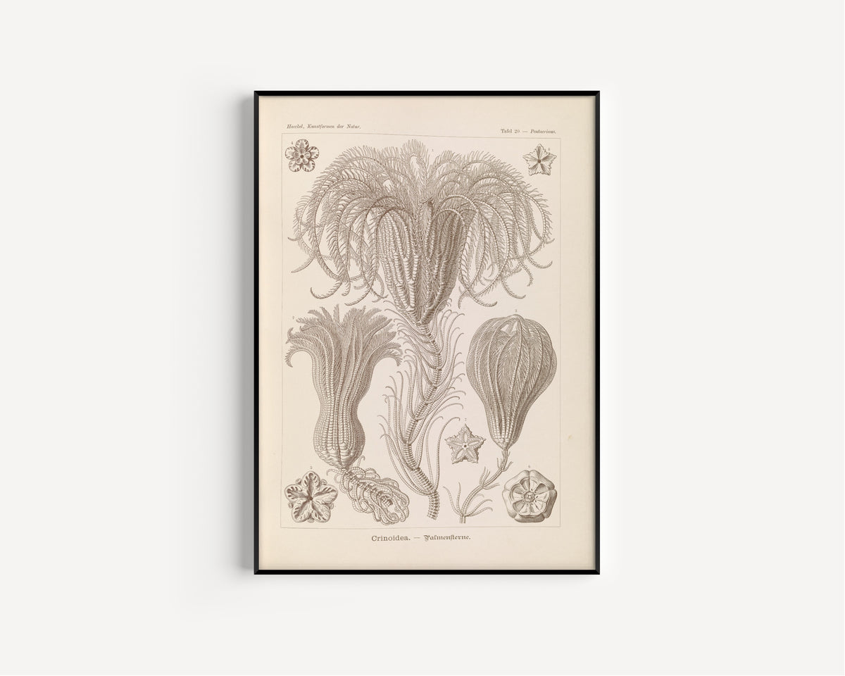 Ernst Haeckel — Kunstformen der Natur, Plate 20: Crinoidea | Scientific Illustration Print