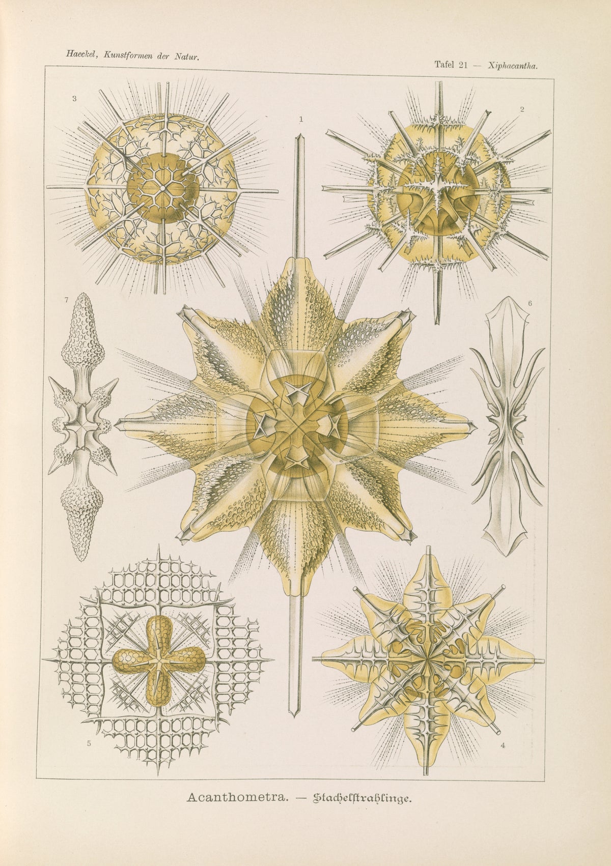 Ernst Haeckel — Kunstformen der Natur, Plate 21: Acanthometra | Scientific Illustration Print