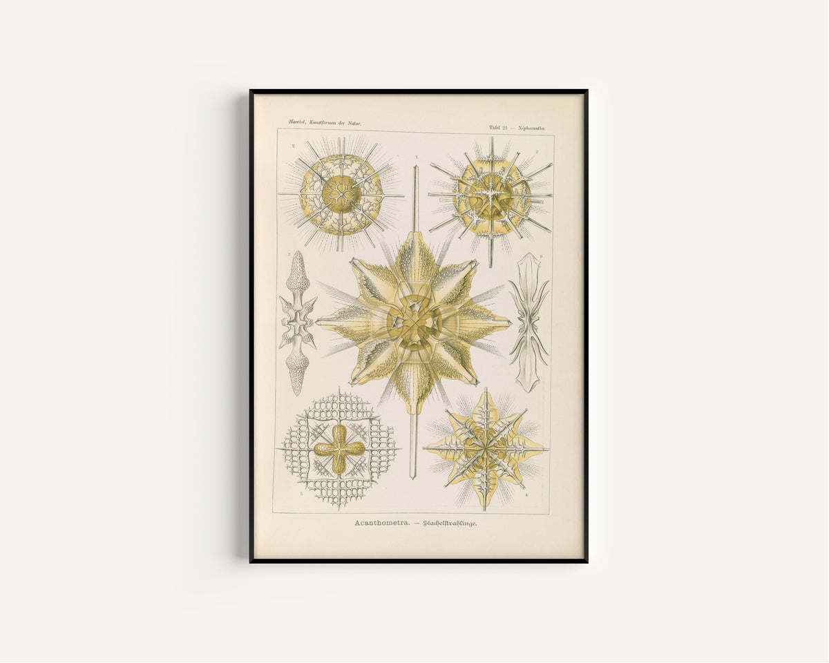 Ernst Haeckel — Kunstformen der Natur, Plate 21: Acanthometra | Scientific Illustration Print