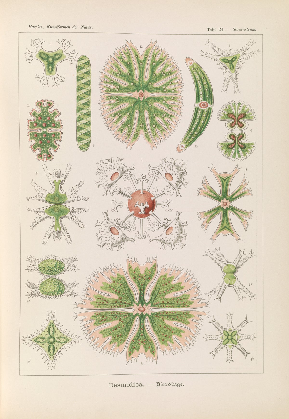 Ernst Haeckel — Kunstformen der Natur, Plate 24: Desmidiea | Scientific Illustration Print