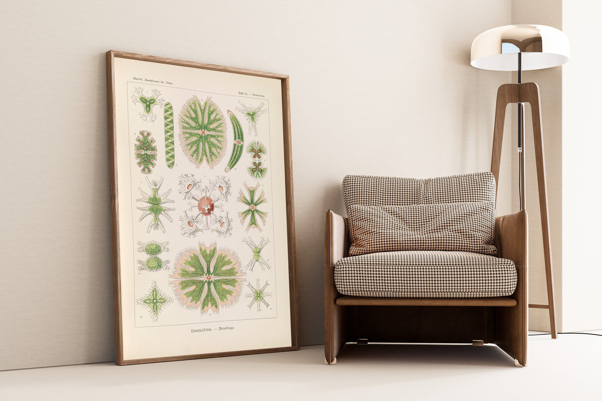 Ernst Haeckel — Kunstformen der Natur, Plate 24: Desmidiea | Scientific Illustration Print