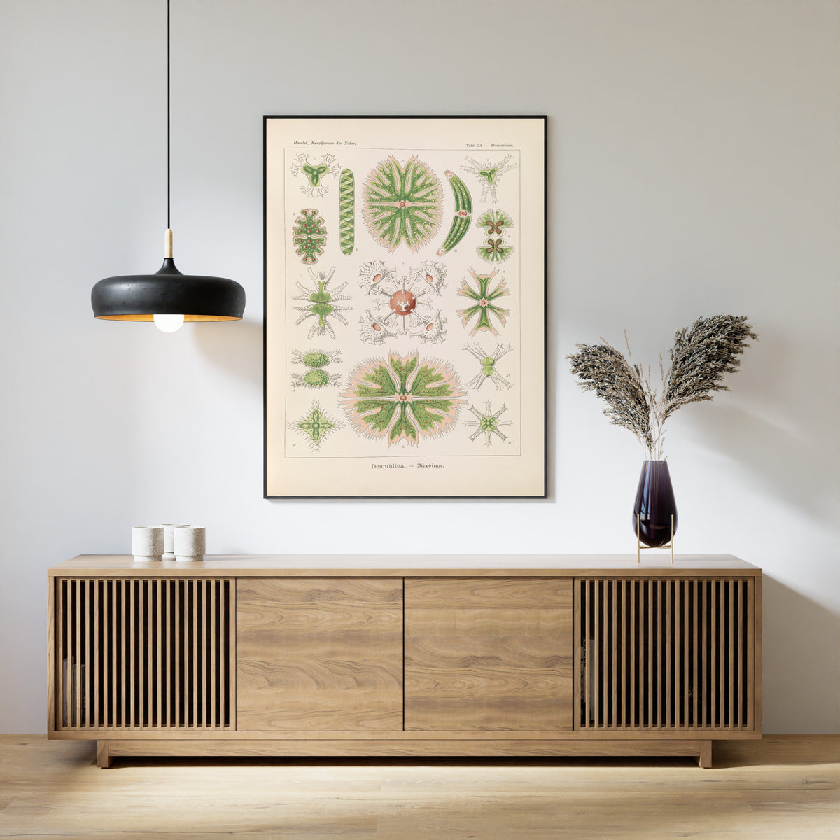 Ernst Haeckel — Kunstformen der Natur, Plate 24: Desmidiea | Scientific Illustration Print
