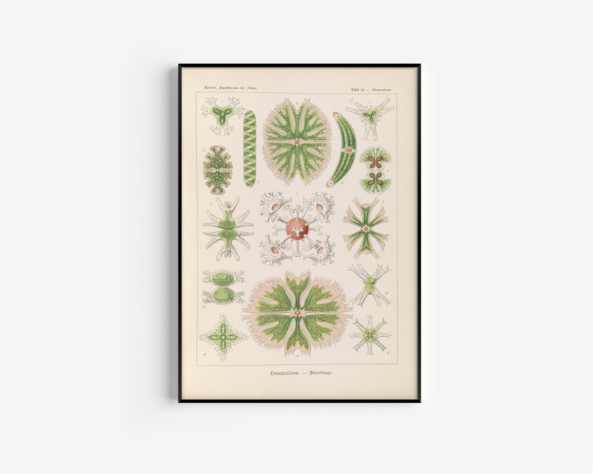 Ernst Haeckel — Kunstformen der Natur, Plate 24: Desmidiea | Scientific Illustration Print