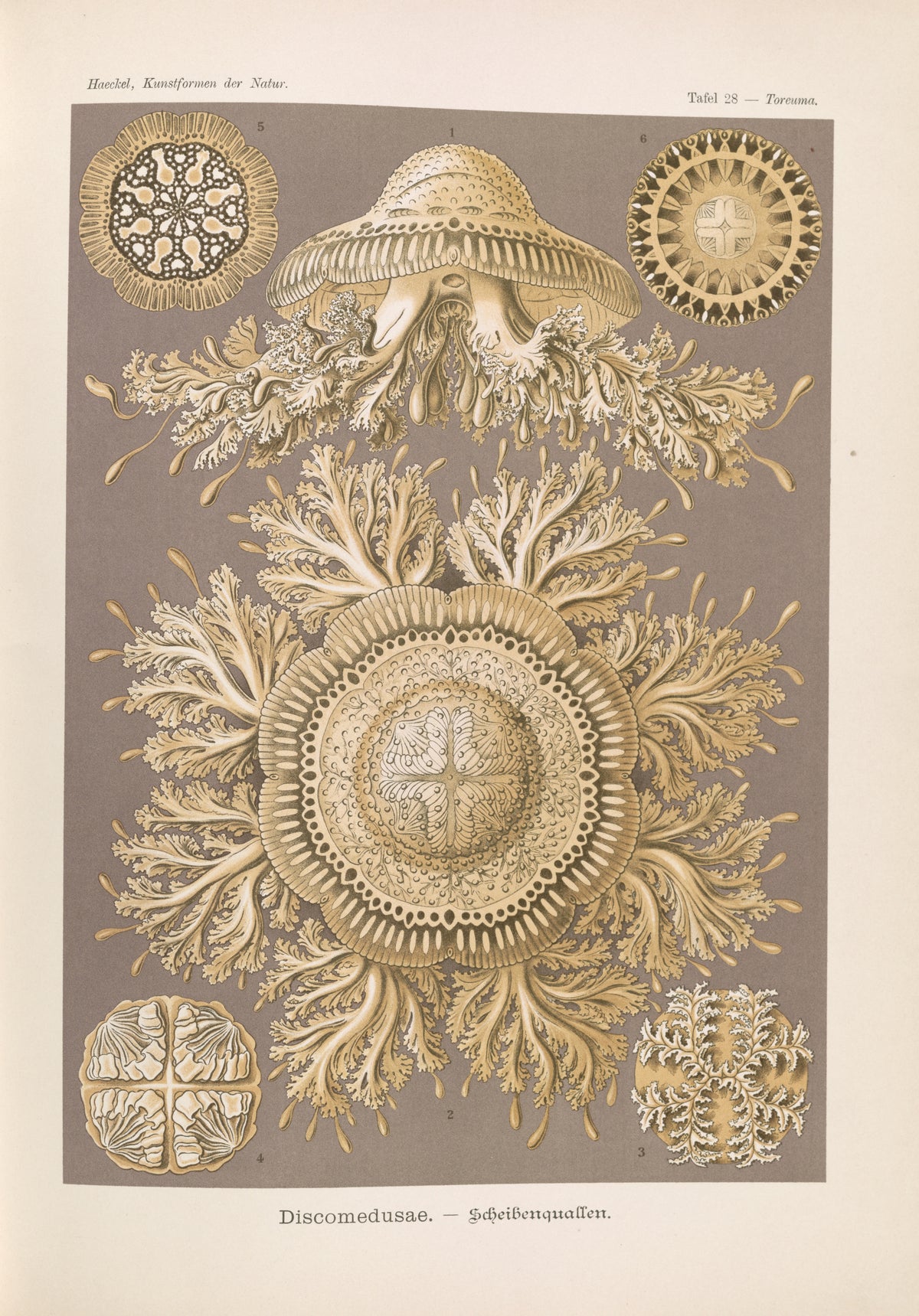 Ernst Haeckel — Kunstformen der Natur, Plate 28: Discomedusae | Scientific Illustration Print