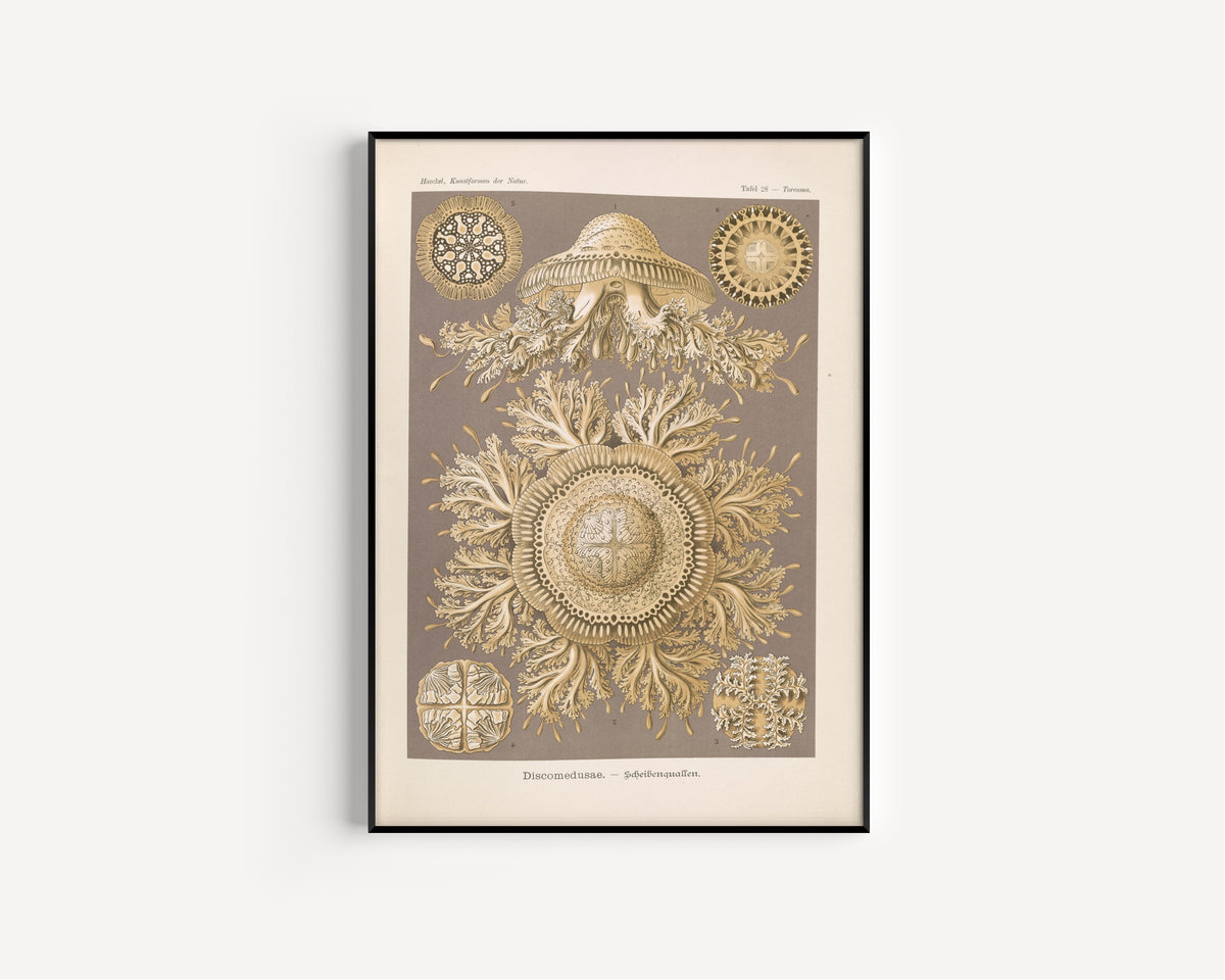 Ernst Haeckel — Kunstformen der Natur, Plate 28: Discomedusae | Scientific Illustration Print