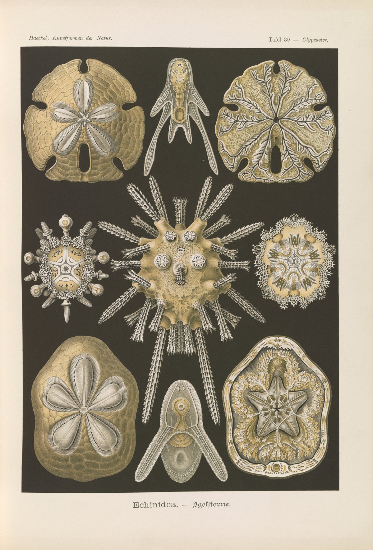 Ernst Haeckel — Kunstformen der Natur, Plate 30: Echinidea | Scientific Illustration Print