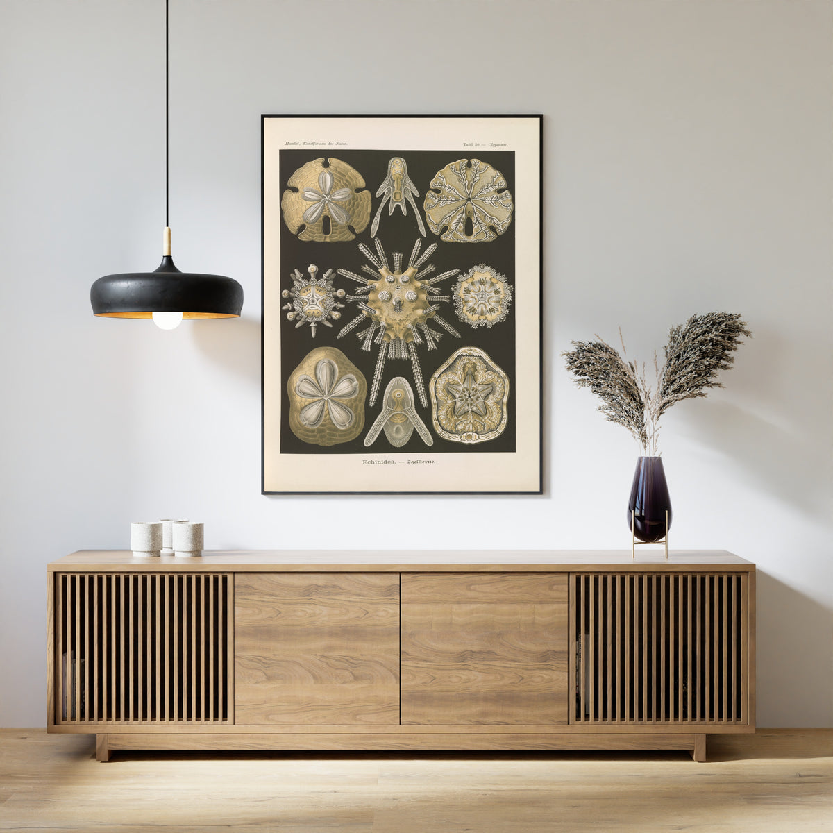 Ernst Haeckel — Kunstformen der Natur, Plate 30: Echinidea | Scientific Illustration Print