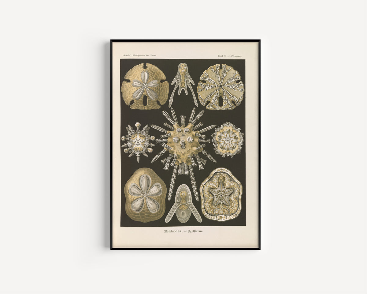 Ernst Haeckel — Kunstformen der Natur, Plate 30: Echinidea | Scientific Illustration Print