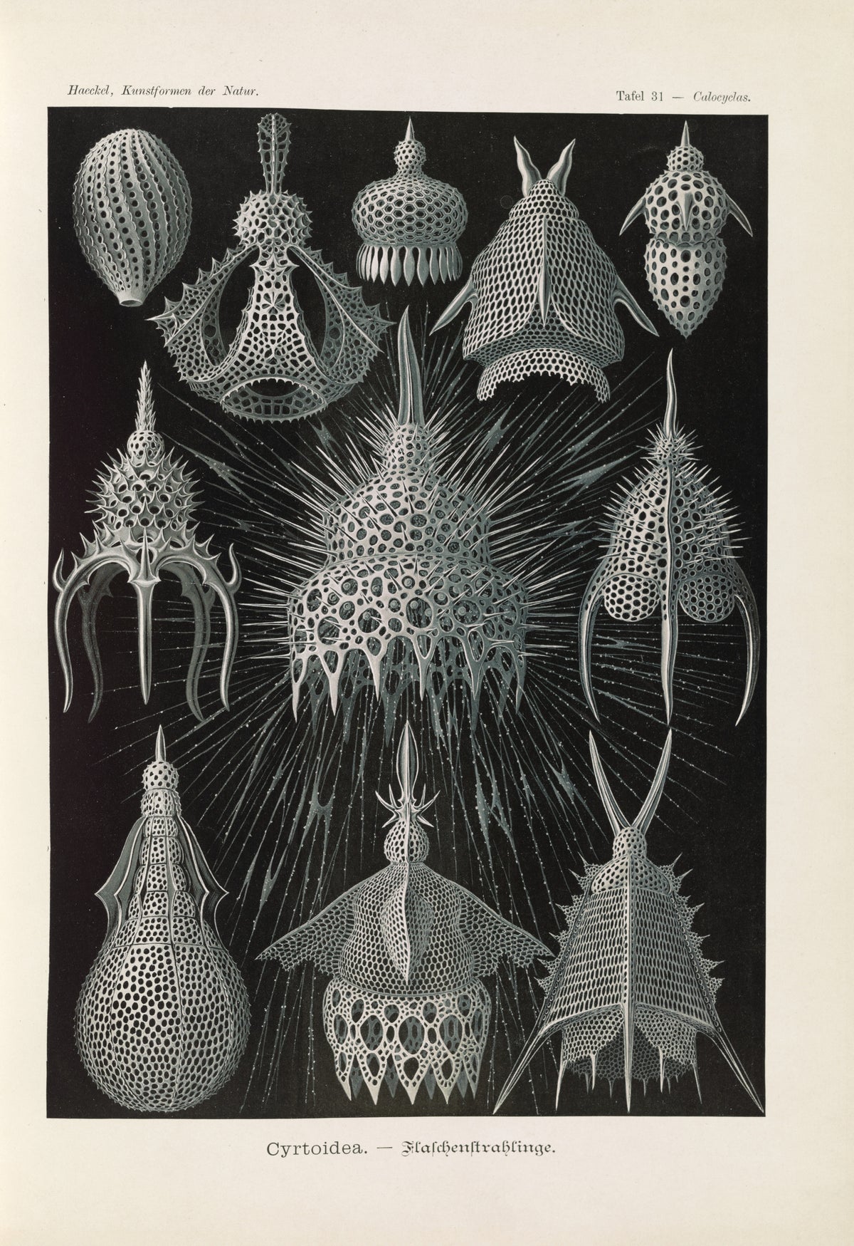 Ernst Haeckel — Kunstformen der Natur, Plate 31: Cyrtoidea | Scientific Illustration Print