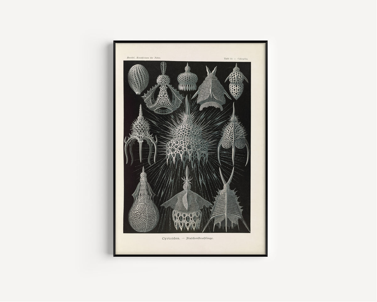 Ernst Haeckel — Kunstformen der Natur, Plate 31: Cyrtoidea | Scientific Illustration Print