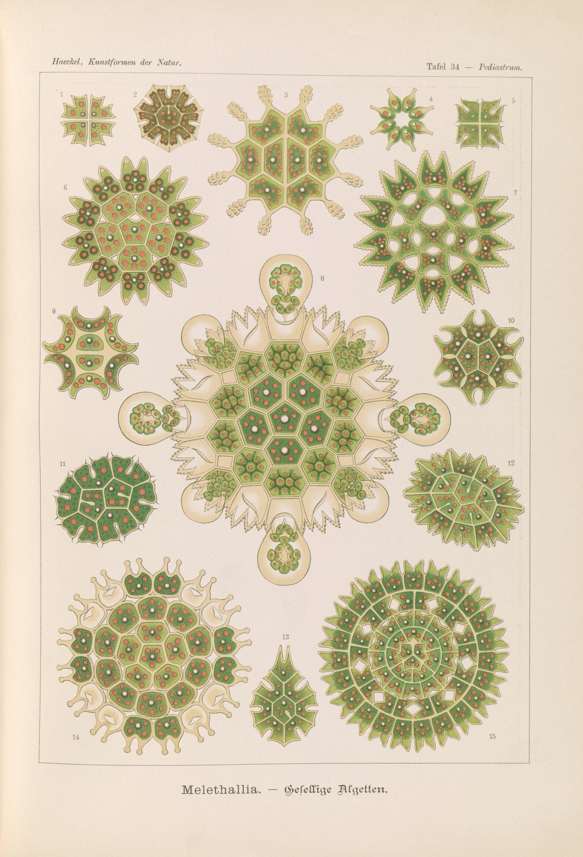 Ernst Haeckel — Kunstformen der Natur, Plate 34: Melethallia | Scientific Illustration Print