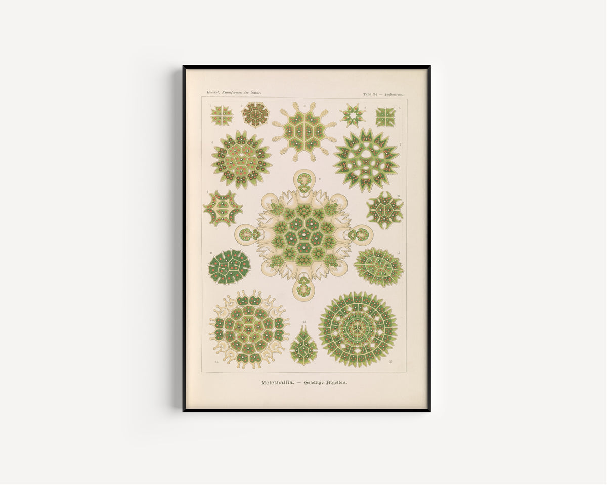 Ernst Haeckel — Kunstformen der Natur, Plate 34: Melethallia | Scientific Illustration Print